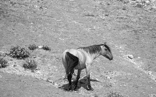 Red Roan wild horse stallion in the Rocky Mountains of the american west in the United States - black and white