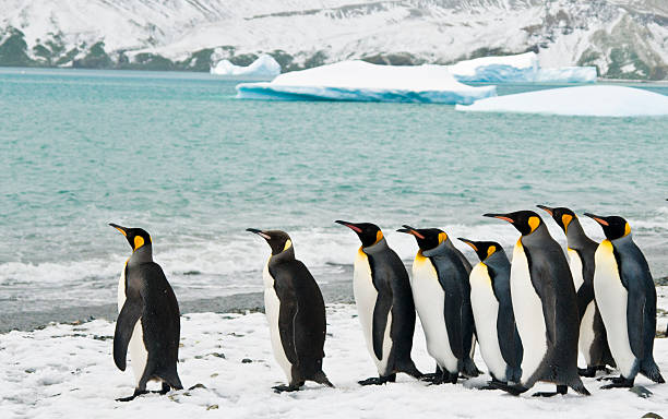 penguins in icy bay zimmer mit king-size-bett - eisberg eisgebilde stock-fotos und bilder