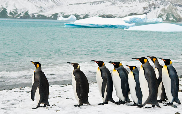 king pinguins em icy bay - pinguim de schlegel - fotografias e filmes do acervo