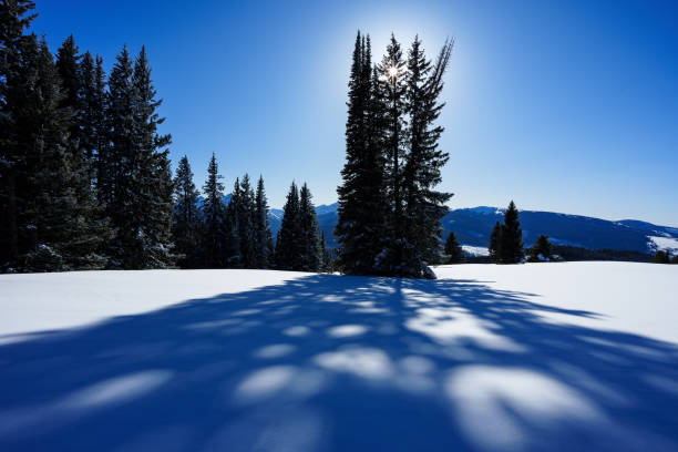 Long Shadows Winter Mountain Landscape - Long evergreen tree shadows cast on surface of snow with mountain range views in background.