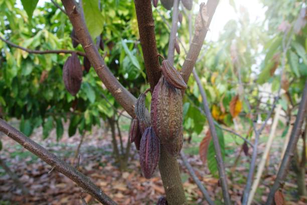 istock Cocoa plants in nature Background. 1468675701
