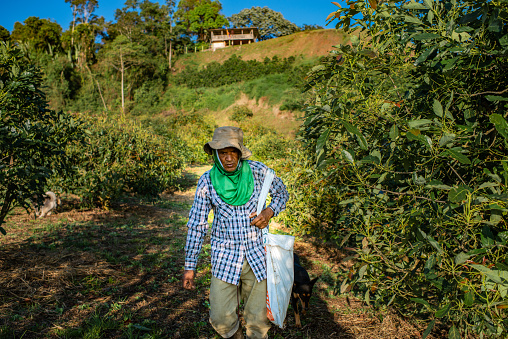 Female farmers picking ripe fresh green pepper on plantation.