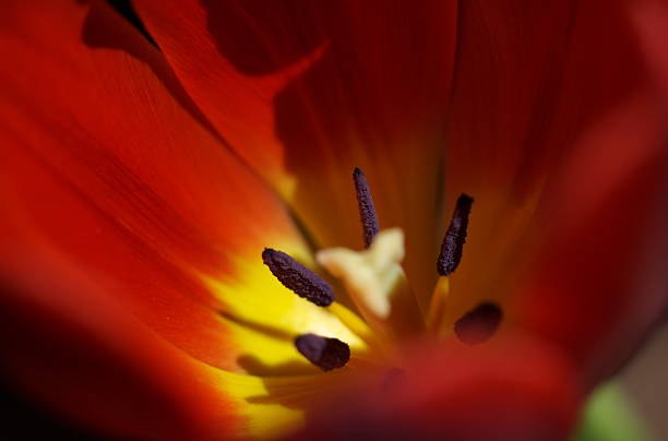 Tulipán rojo grande 4 - foto de stock