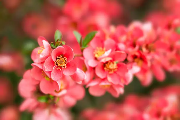 Flowering quince Chaenomeles speciosa, Chinese or Japanese quince, zhou pi mugua. Selective focus