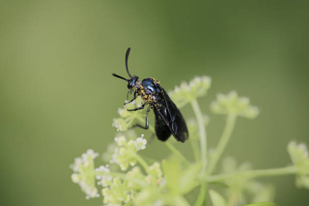 an wild insect , the nature concept image