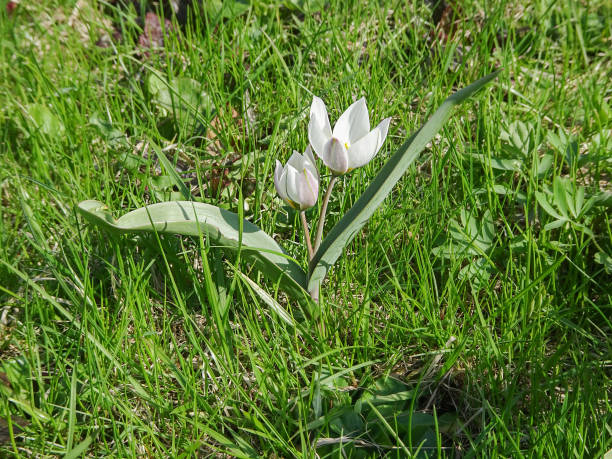 istock wild white tulips on a green spring meadow 1468678246