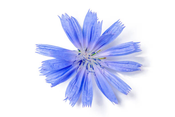 istock Chicory flower isolated on white background. Medicinal plant 1468678527