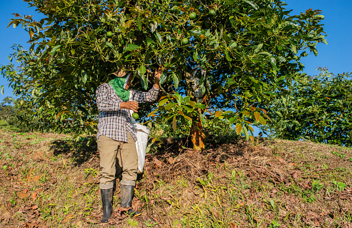Men working in the field in avocado production crops in Risaralda Colombia