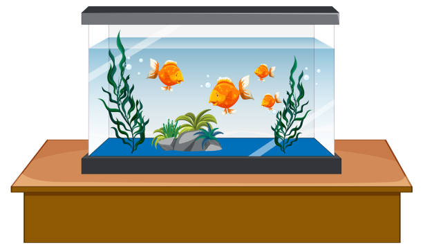 illustrations, cliparts, dessins animés et icônes de aquarium avec poissons dorés sur fond blanc - fish tank