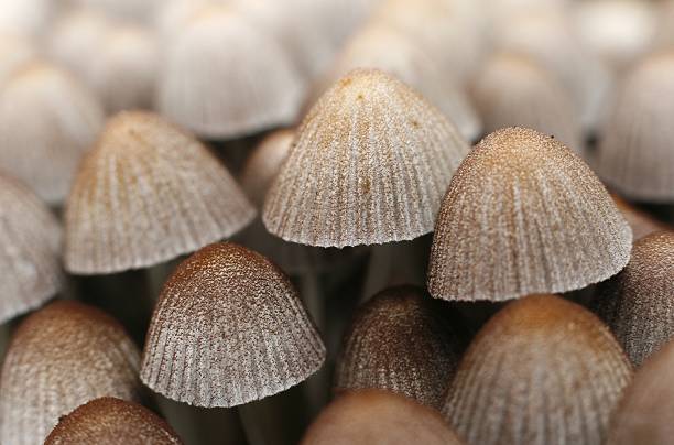 Mushroom crowd stock photo