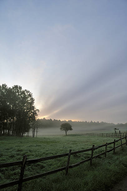 Field in haze stock photo