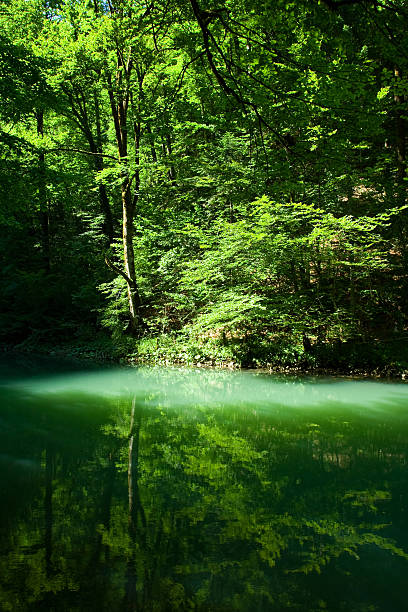 a fonte do rio kupa em floresta, croácia - river kolpa imagens e fotografias de stock
