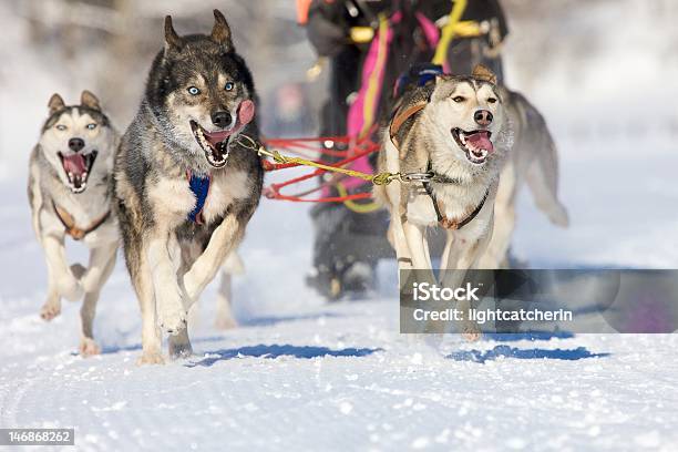 Syberyjski Rasy - zdjęcia stockowe i więcej obrazów Alaskan malamute - Alaskan malamute, Biały, Biegać