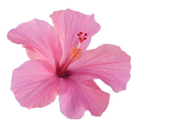 istock pink hibiscus blossom isolated on white 146868373