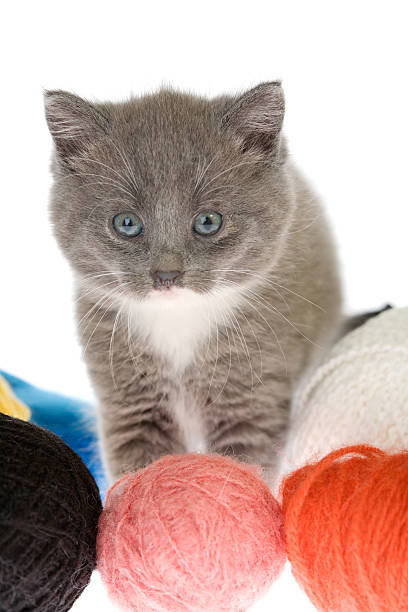 istock grey kitten and some ball of yarns 146868385