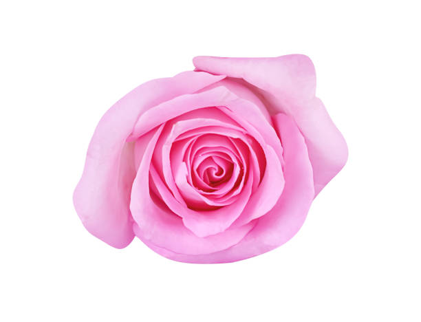 istock Rose pink flower light petal with water dropds wet patterns  from rain isolated on white background , clipping path top view 1468686389