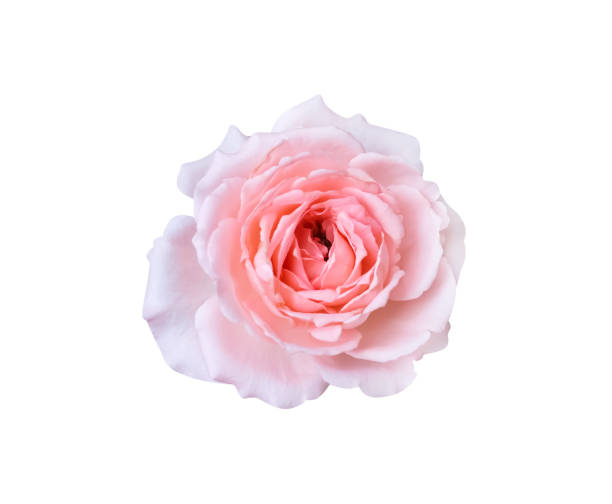 istock Rose flower with pink petals soft patterns  isolated on white background , clipping path 1468686493