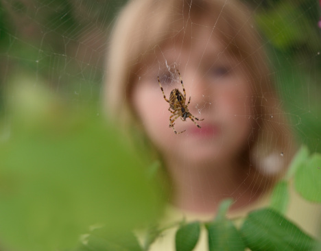 Cross spider in the foreground. In the background, a child watching the spider is blurred.