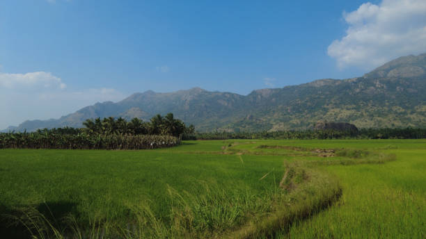 istock Green paddy fields and western ghats mountain range, Kanyakumari district, Tamil Nadu 1468686699