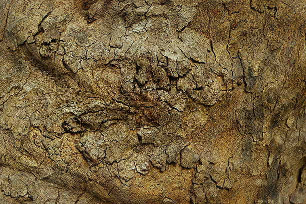 Old tree dark green bark texture background stock photo