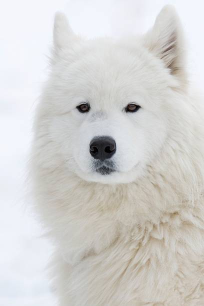 istock sled dog portrait 146868786