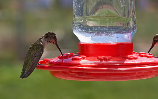 Hummingbirds drink at a feeder in Utah.