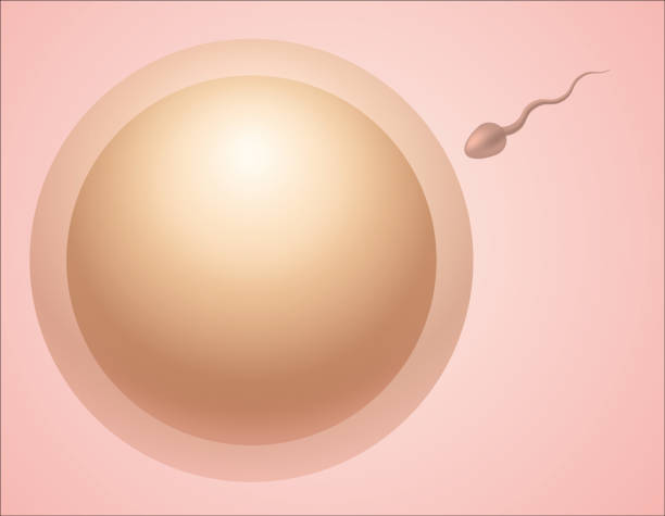 Sperm and egg Humen's sperm and egg zygote drawing stock illustrations