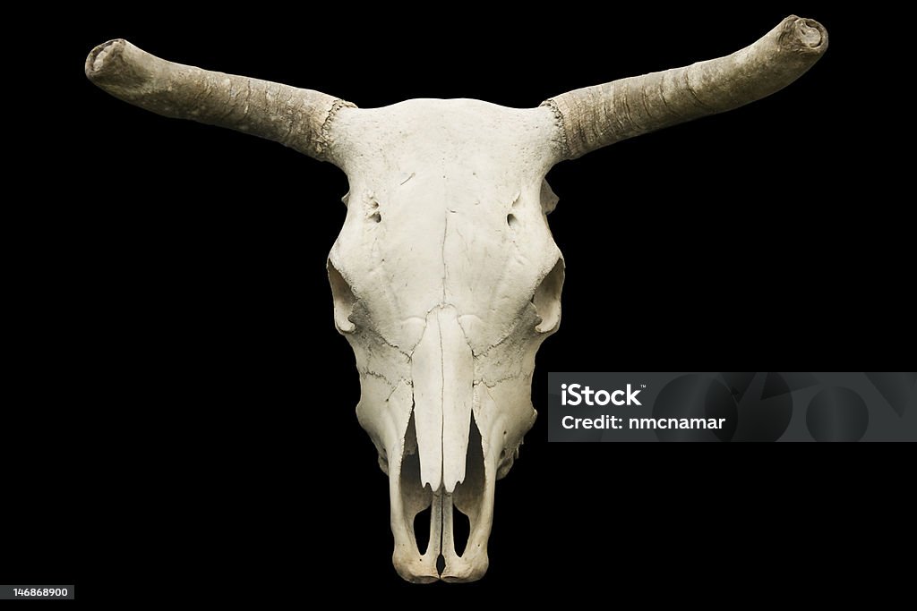 Crâne de vache - Photo de Animaux domestiques libre de droits