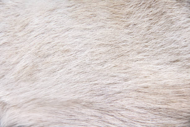 istock White light brown dog fur texture or animal hair line backdrop 1468690179