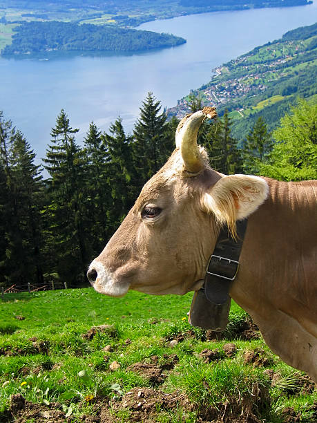 istock Cow grazing on an alpine pasture 146869040