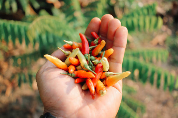 istock Thai colorful Chili 1468690650