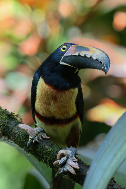 istock Collared aracari bird with hiperqueratosis (disease) of feet 1468690777
