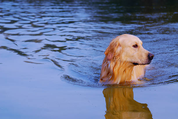 istock golden in water 146869156
