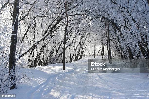 Winter Baum Stockfoto und mehr Bilder von Ast - Pflanzenbestandteil - Ast - Pflanzenbestandteil, Baum, Blau