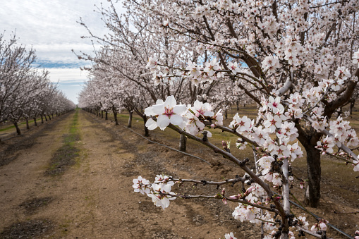 Rows of almond trees blooming white flowers in Marysville, California.