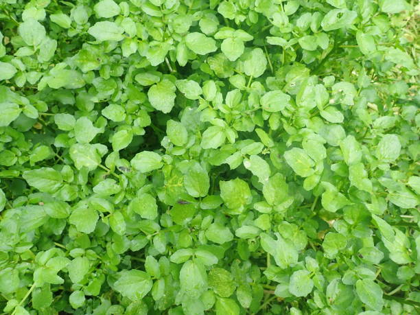 watercress plant (Nasturtium officinale, N. microphyllum) green vegetables, fresh and green. Watercress or yellowcress (Nasturtium officinale) is a species of aquatic flowering plant in the cabbage family Brassicaceae. Watercress is a rapidly growing perennial plant. It is one of the oldest known leaf vegetables consumed by humans. The hollow stems of watercress float in water. The leaf structure is pinnately compound. Small, white, and green. tropaeolum majus garden nasturtium indian cress or monks cress stock pictures, royalty-free photos & images