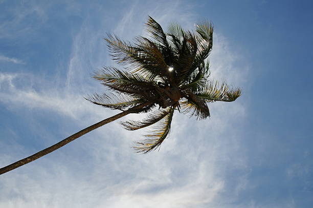 Palm silhouette stock photo