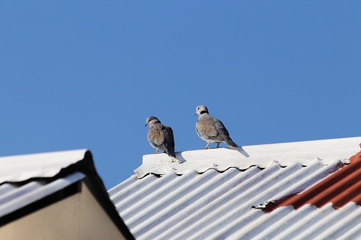 Pair of young cape turtle doves (Streptopelia capicola) on suburban white painted rooftop