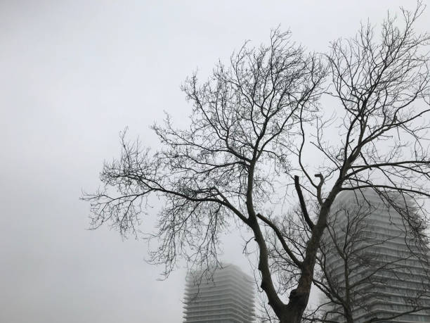 Skyscrapers and tree on Zincirkuyu District at foggy day in Istanbul, Turkey.