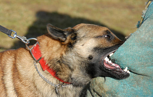 formazione di un cane poliziotto - belgian shepherd foto e immagini stock