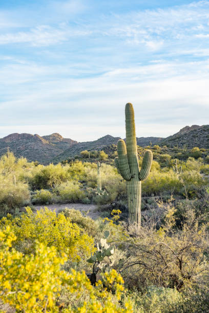 paesaggio del deserto del cactus del saguaro nelle montagne della superstizione arizona - arizona desert photography color image foto e immagini stock