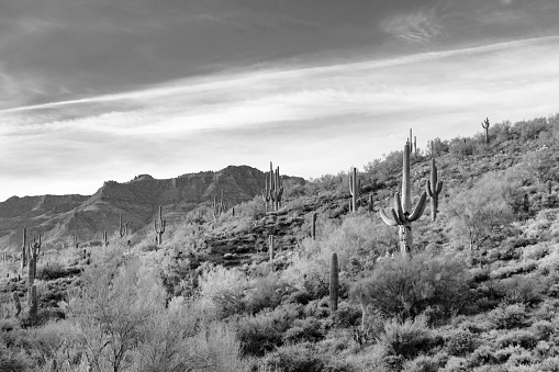 Black and white desert landscape of Superstition Mountains wilderness area with Saguaro cactus in Arizona on a spring morning.