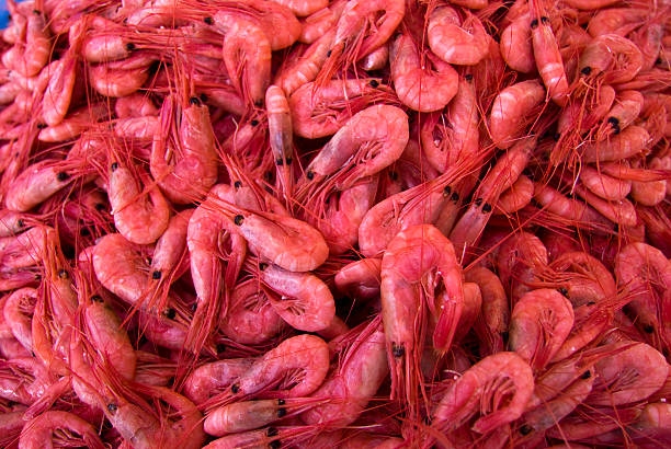 Crevettes - Photo