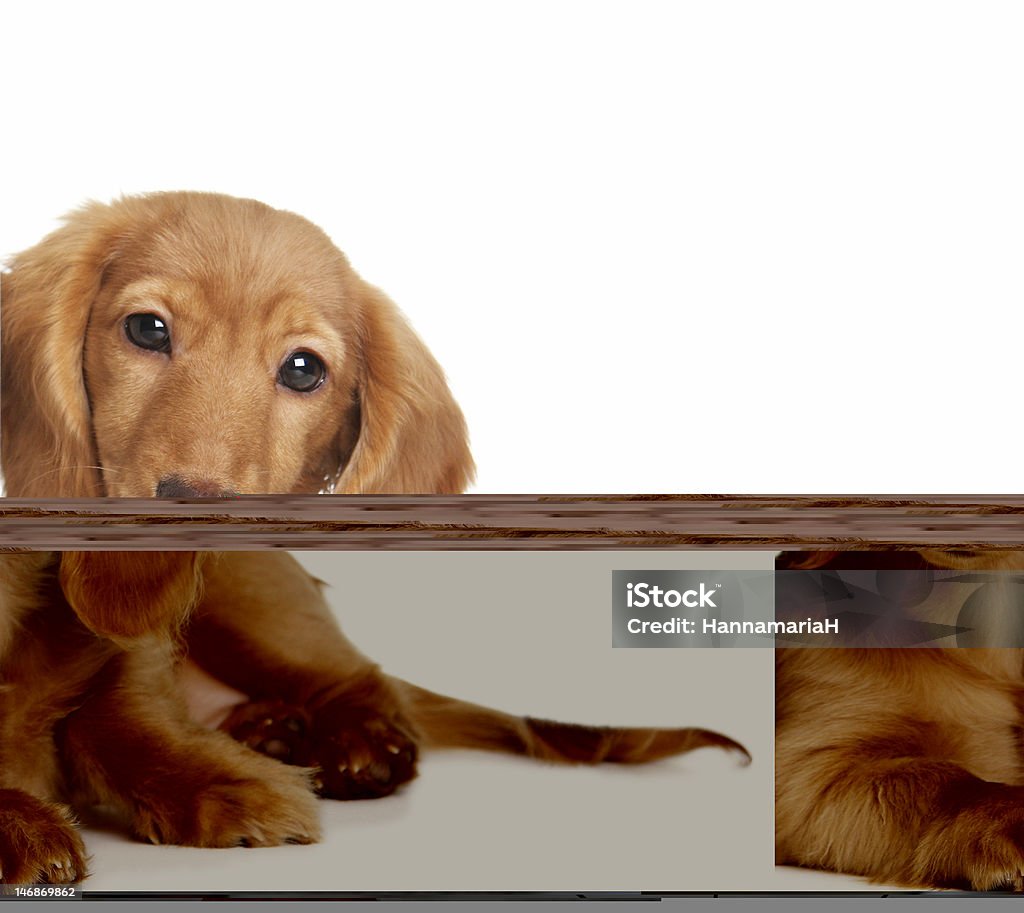 Carino cucciolo - Foto stock royalty-free di Animale