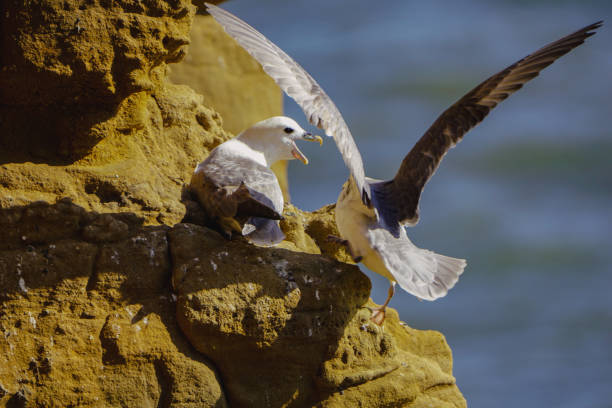 Fulmars Fulmars fighting over a rest point fulmar stock pictures, royalty-free photos & images