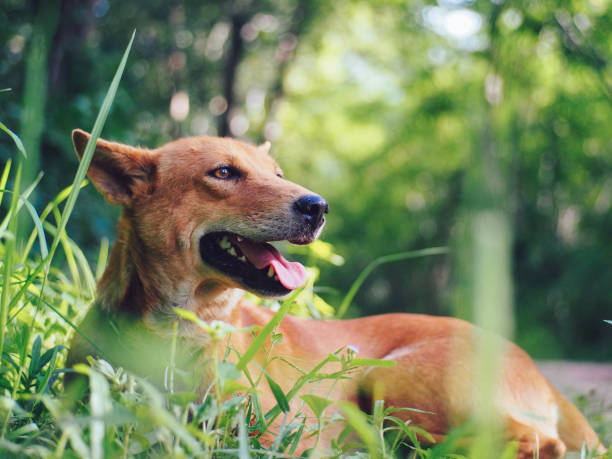 istock cute skinny brown dog 1468699533