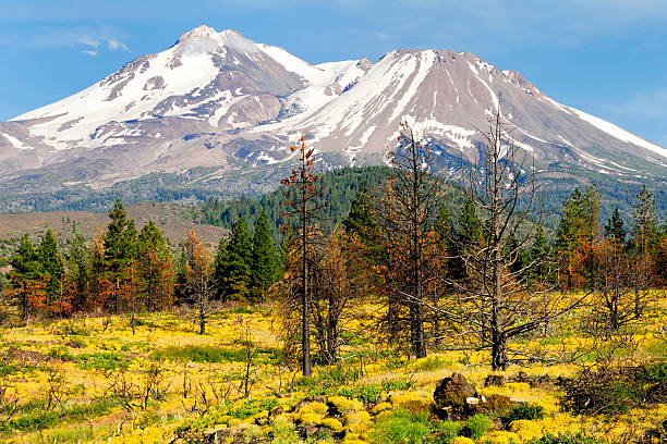 istock Wildflowers and Burned Pines, Mt. Shasta 146869954