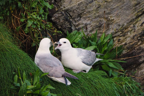 Fulmars Two fulmars squabbling fulmar stock pictures, royalty-free photos & images