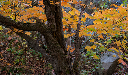 Autumn orange and red maple leaves at Mont Tremblant, Quebec, Canada.