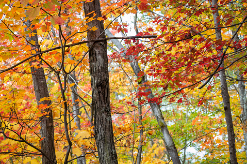 Autumn orange and red maple leaves at Mont Tremblant, Quebec, Canada.